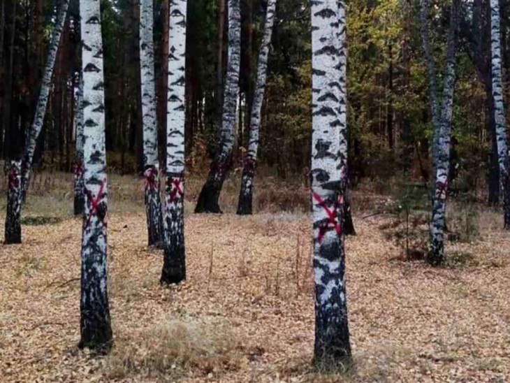 В Северном лесу на деревьях появились красные кресты. Воронеж Северный район