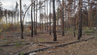 Опять кто-то сверлит деревья Северного леса. Воронеж Северный район