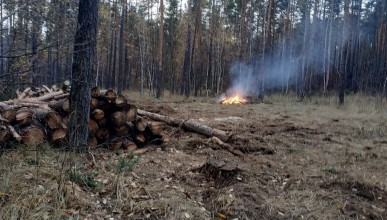  Недалеко от студенческого городка ВПИ вырубают и жгут деревья. Воронеж Северный район