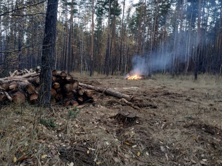  Недалеко от студенческого городка ВПИ вырубают и жгут деревья. Воронеж Северный район