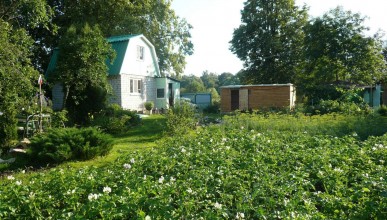 Воронежские садоводы и огородники получат поддержку от властей Северный район Воронеж