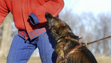 Очередное нападение собаки произошло в воронежском дворе Северный район Воронеж